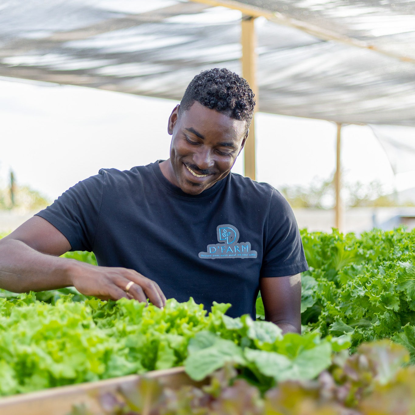 Marshal Damiana harvesting fresh lettuce from Dfarm