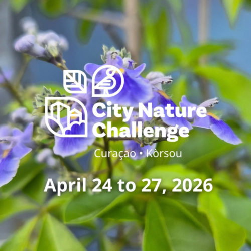 City Nature Challenge Curaçao returns for 2026 with new Nature Masterclasses